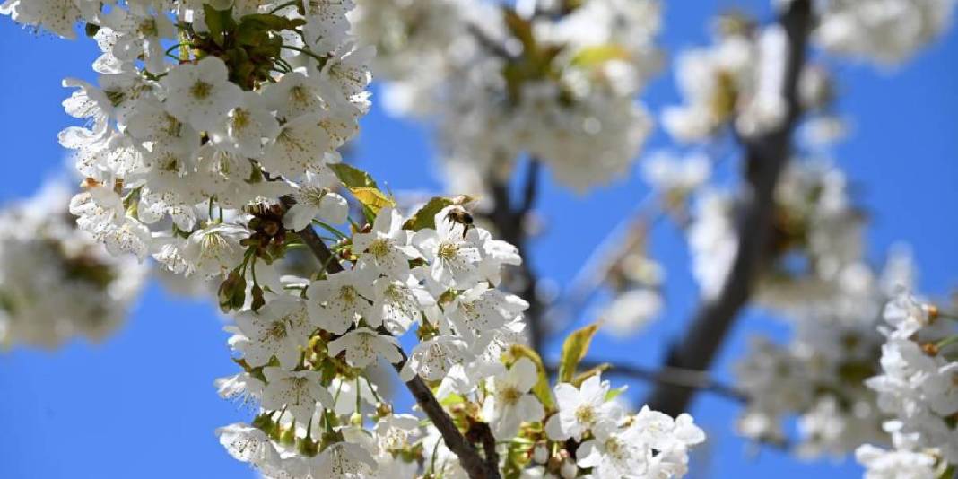 800 bin ağaç çiçek açtı: Bu yıl 20.000 ton rekolte bekleniyor 5